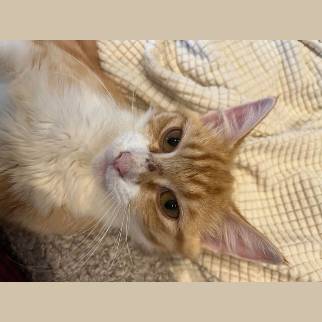 Photo of Mochi