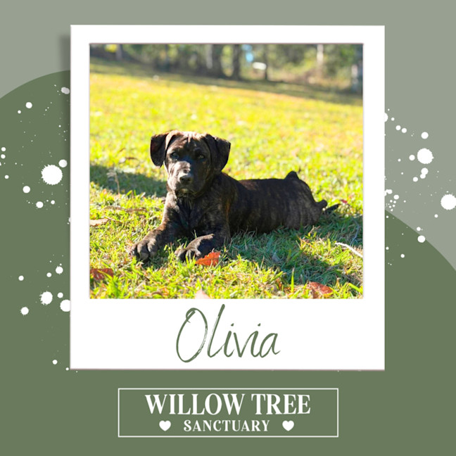 Photo of Olivia