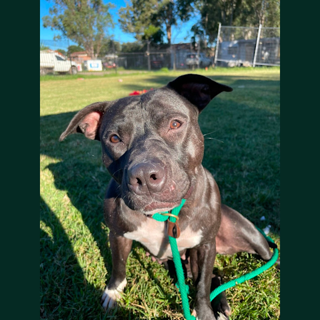Photo of Bella