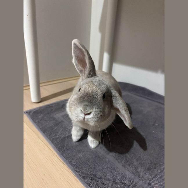 Photo of Kiwi