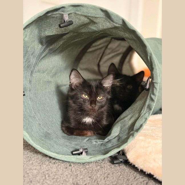 Photo of Tippa & Sooty   4 Month Old Domestic Short Hair