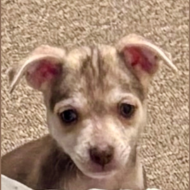Photo of Truffles