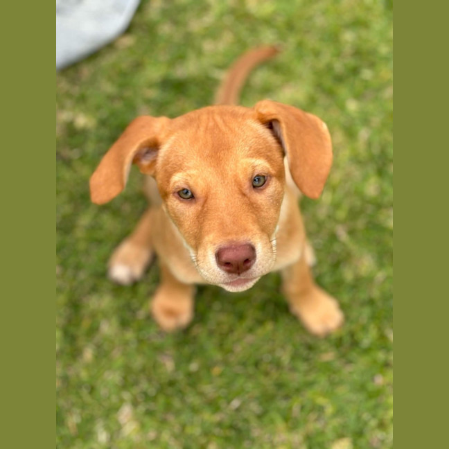Photo of Maple