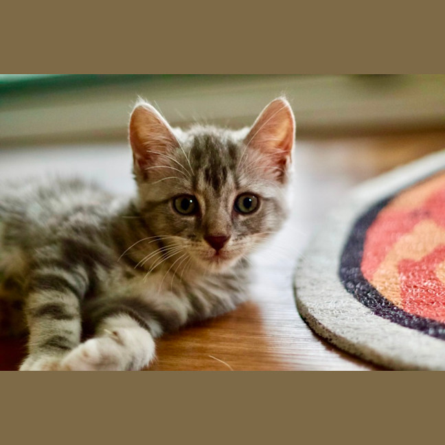 Photo of 🍞 Toast 🍞