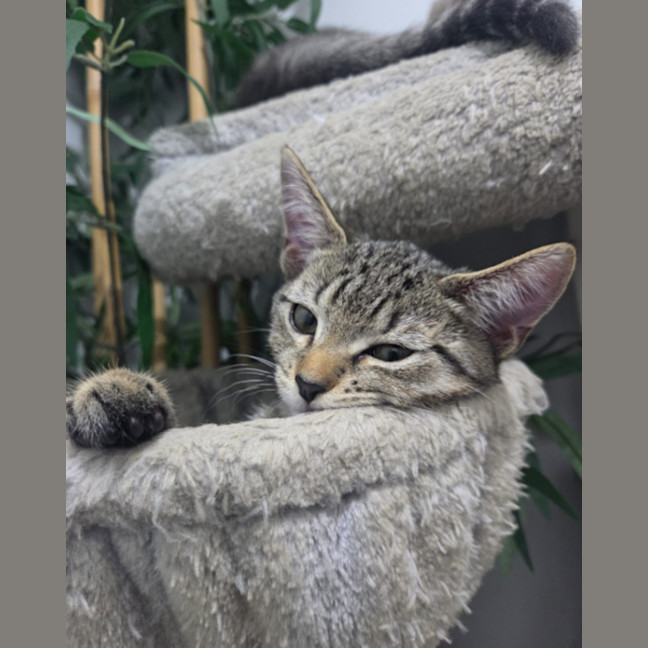 Photo of Mist   Ringworm Special $49