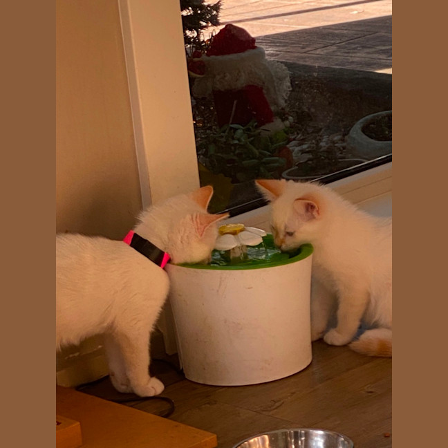 Photo of Dale Meet Me At Pet Stock Chelsea