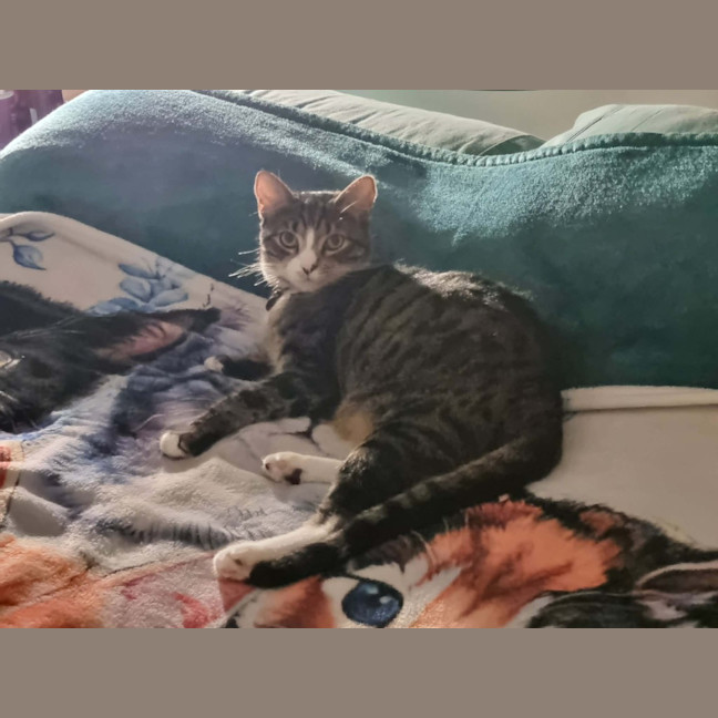 Photo of Chip