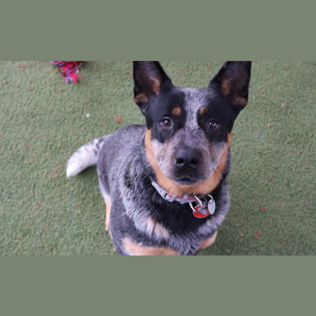 Photo of Diesel