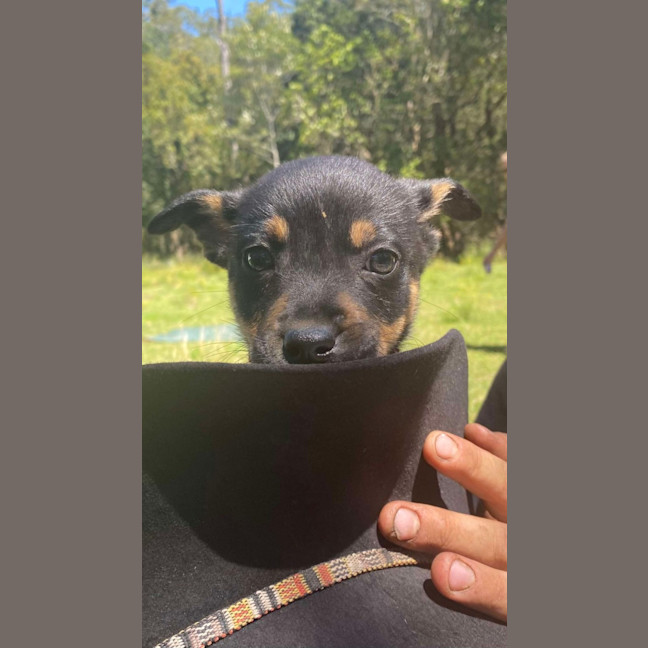 Photo of Jammy   8 Week Old Kelpie X (Trial)
