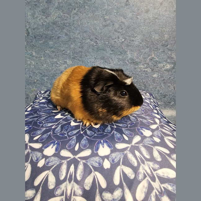 Photo of Tabitha (Bonded With Fudge)