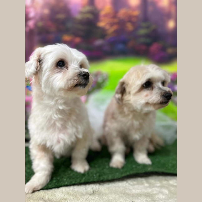 Photo of Bianca / Stella