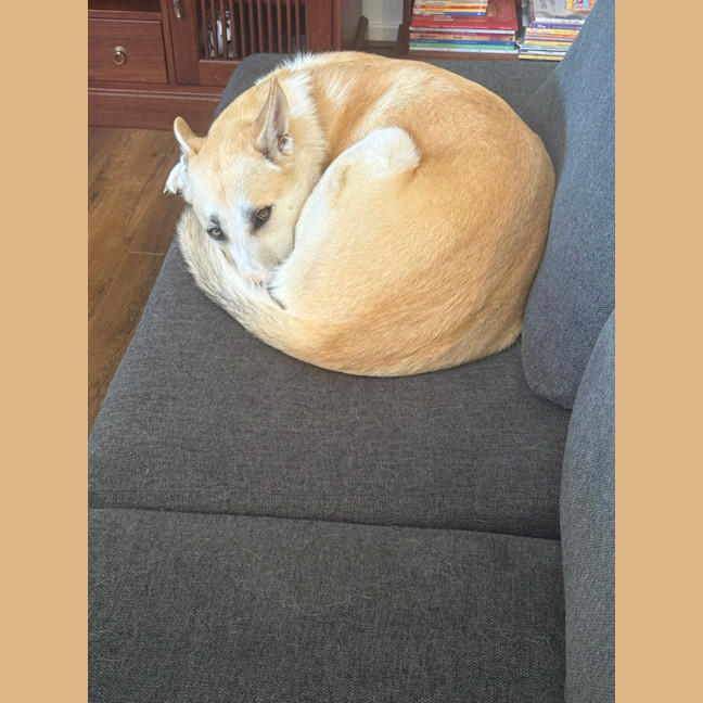 Photo of Loki