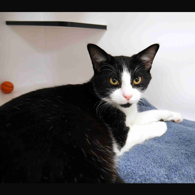 Photo of Pugsley Suk014699 & Wednesday Suk014701