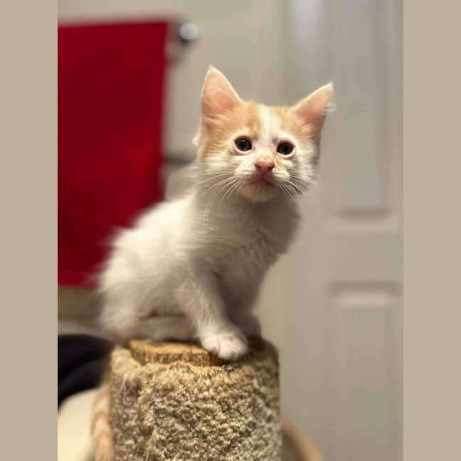 Photo of Winston
