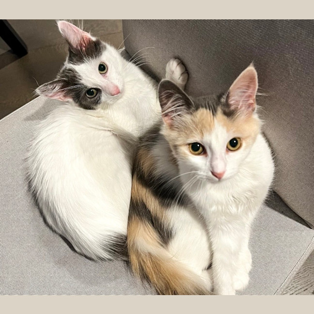 Photo of Maple & Misty 