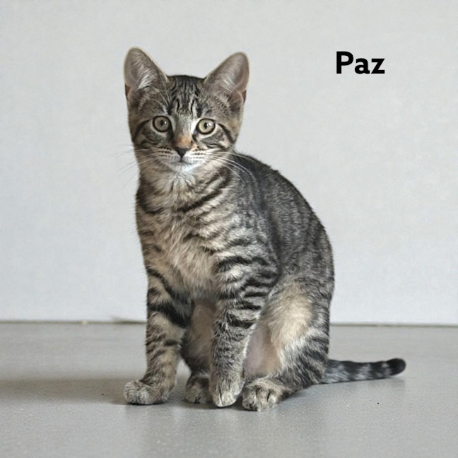 Photo of Paz