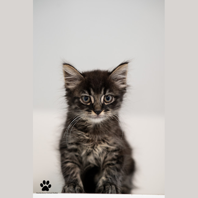 Photo of Gizmo And Greta