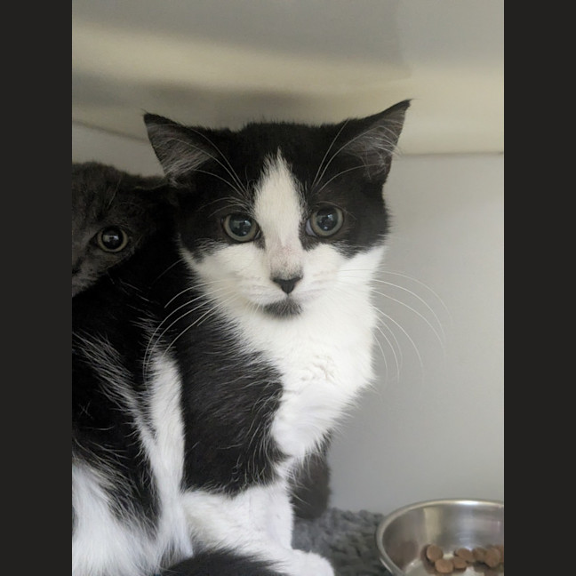 Photo of 😽 Rumple 6867 😽