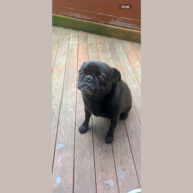 Photo of Sage 