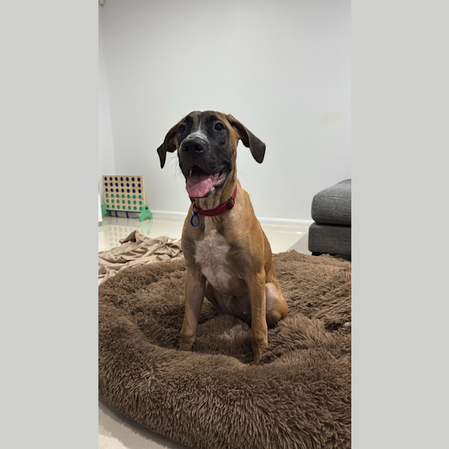 Photo of Whippy   5 Month Old Rhodesian Ridgeback X