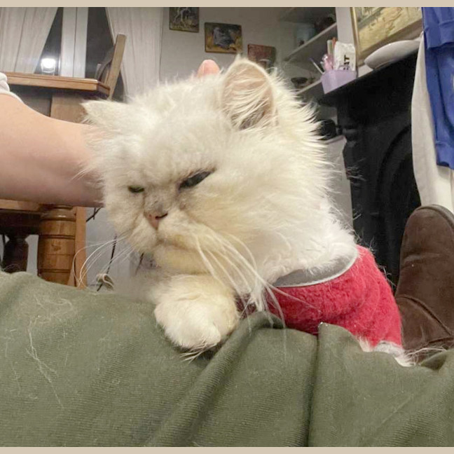 Photo of 🎩Darby🎩