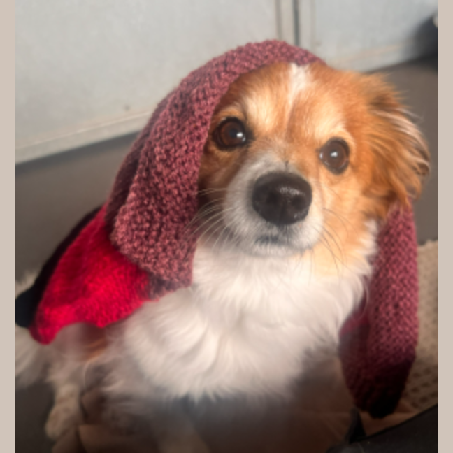 Photo of Ashiboy