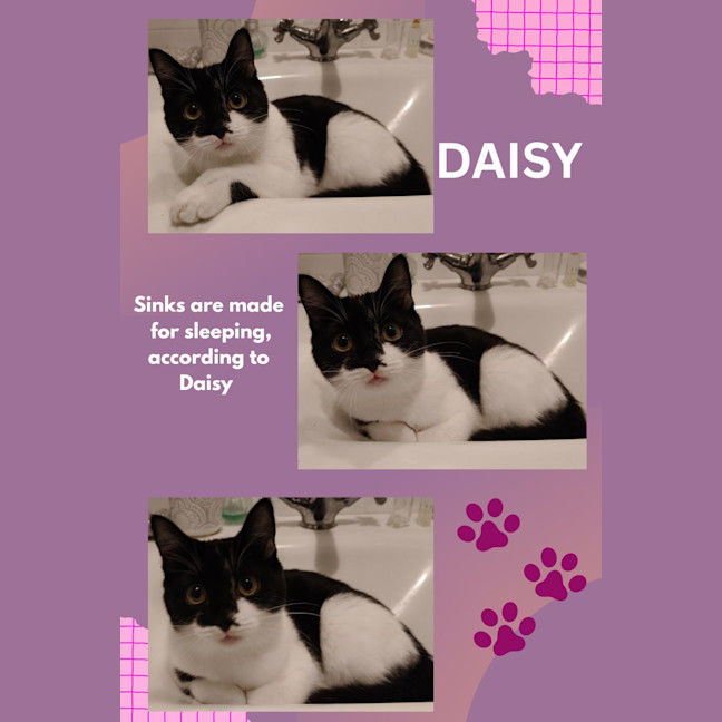 Photo of Daisy