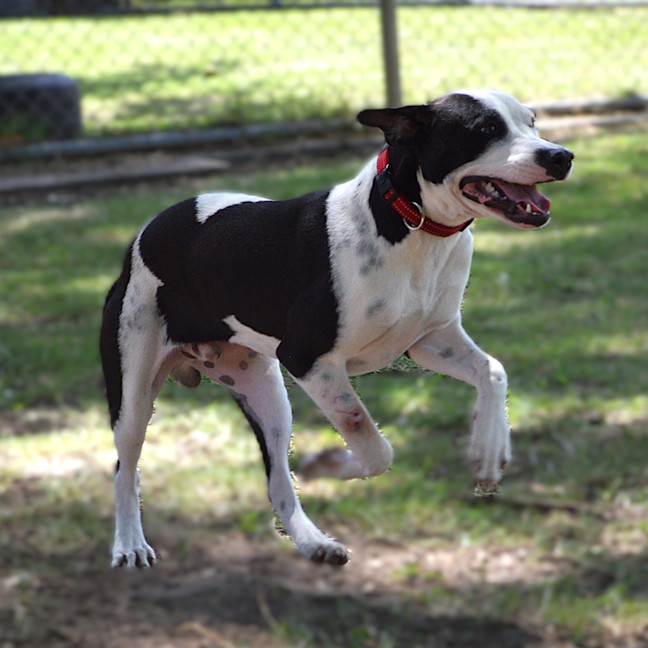 Photo of Snoopy