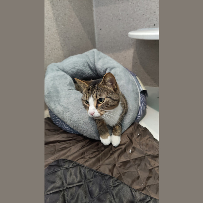 Photo of Mantis Toboggan M.D