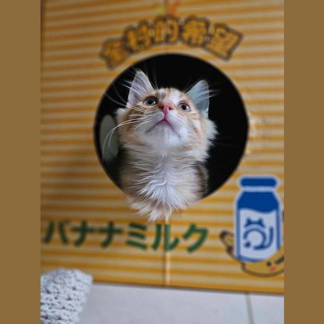 Photo of Ging