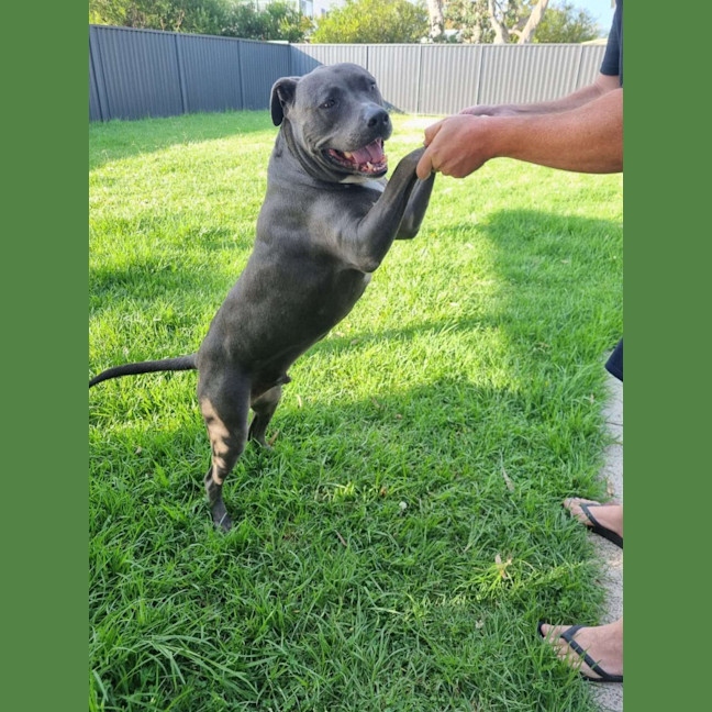 Photo of Raider