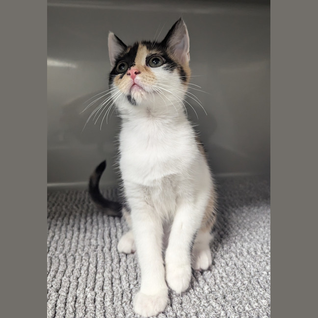 Photo of Sparkles