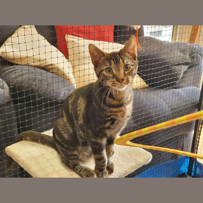 Photo of Ceasar ** 2nd Chance Cat Rescue**