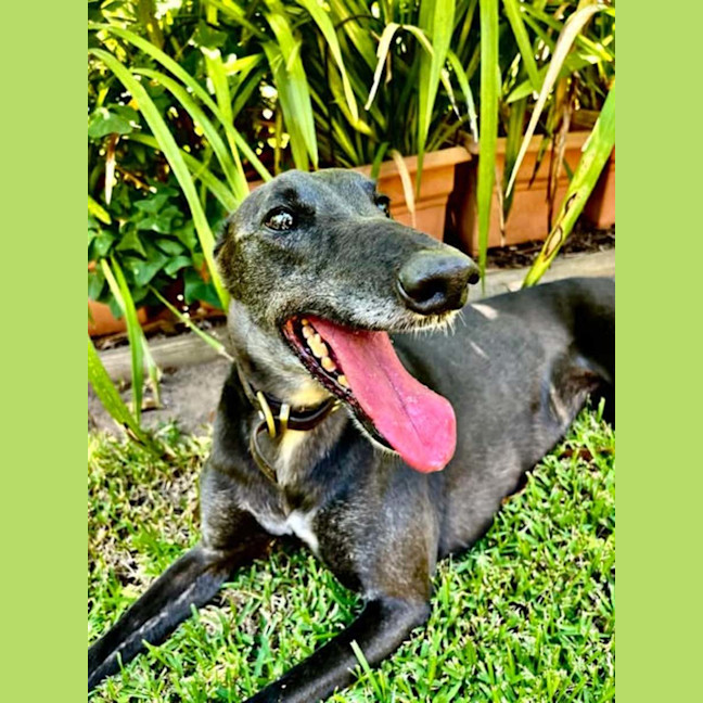 Photo of Meli, The Greyhound
