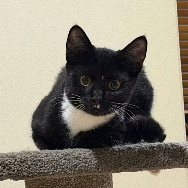 Photo of 13940   Tuxie