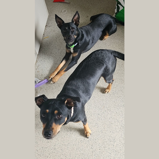 Photo of Chop And Zara