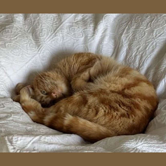 Photo of Mango
