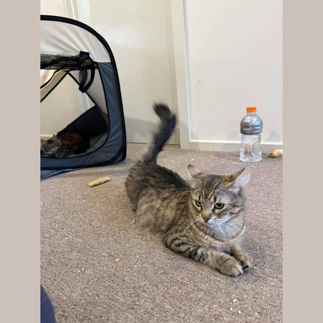 Photo of Tango