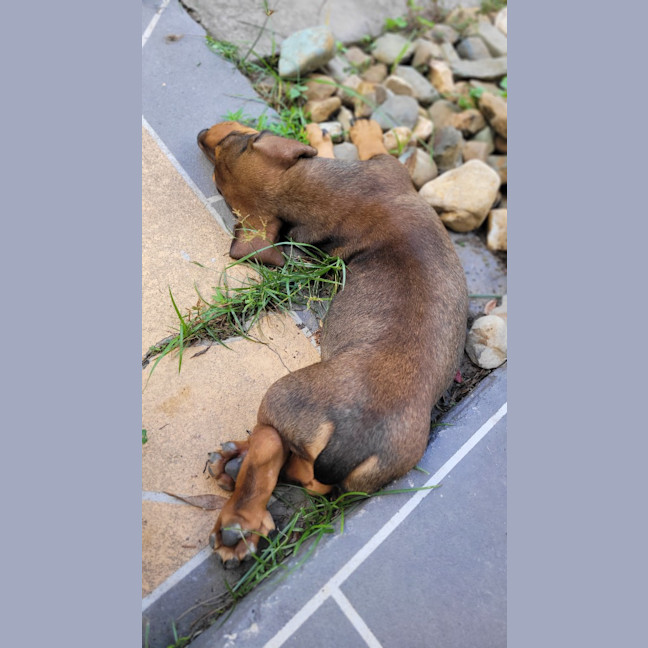 Photo of Samson