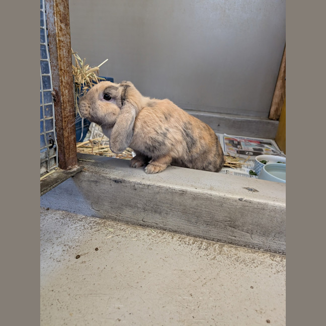 Photo of Miffy