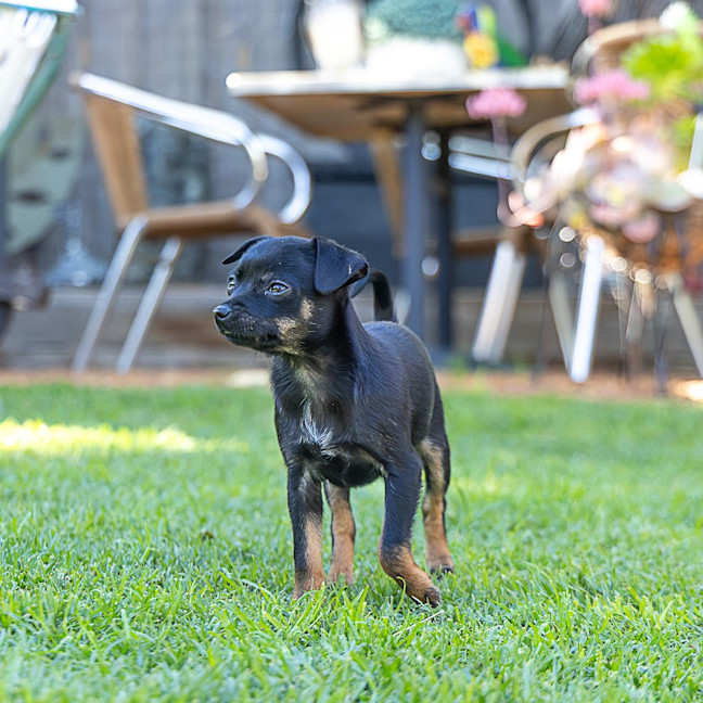 Photo of Rikki