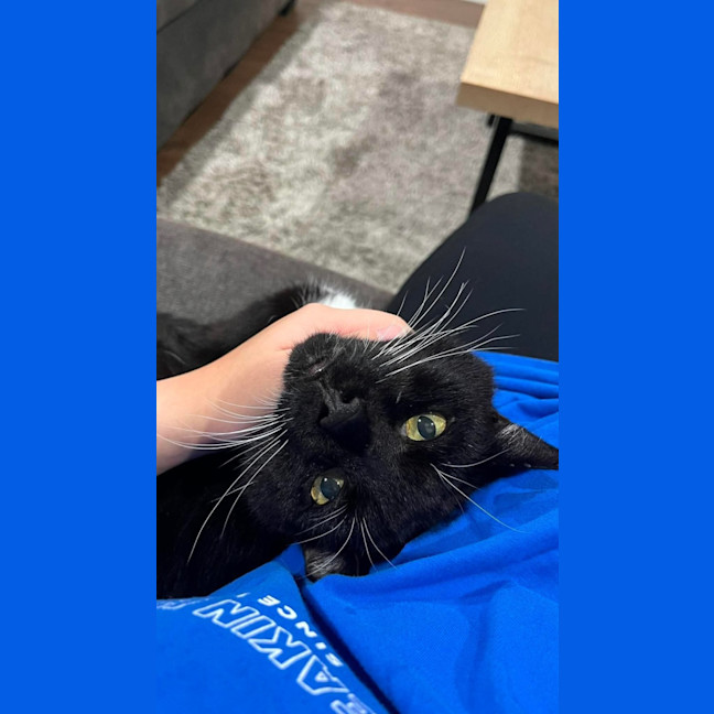 Photo of Socks 