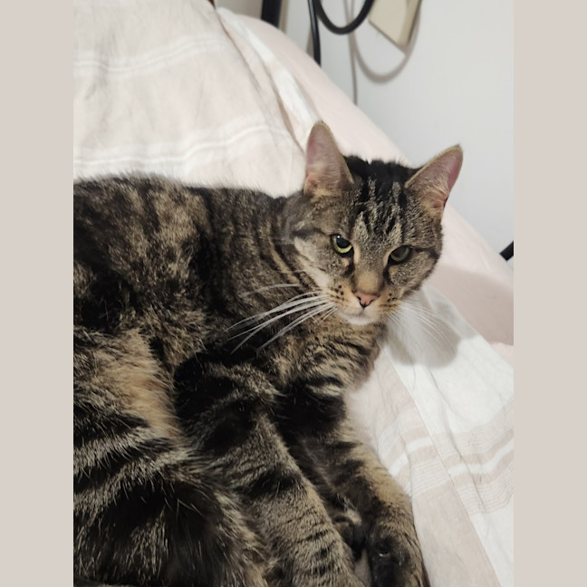 Photo of Dusty