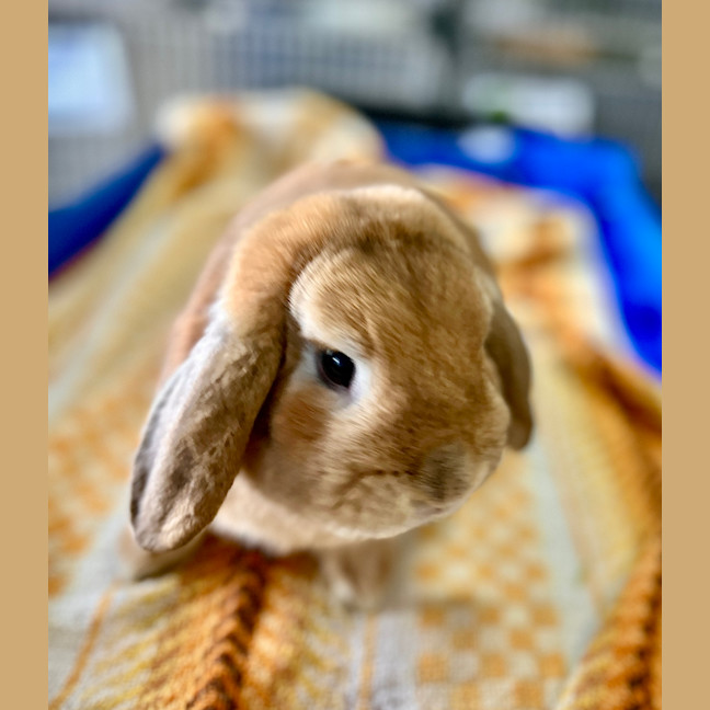 Photo of Brunost