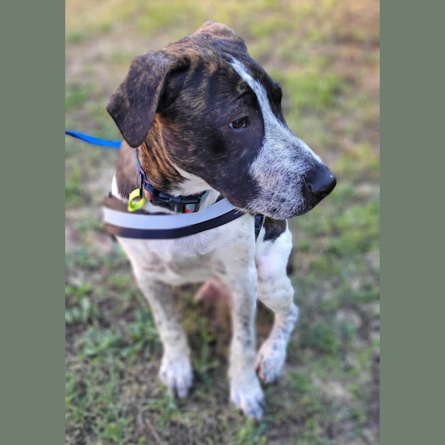 Photo of Clumsy Smurf