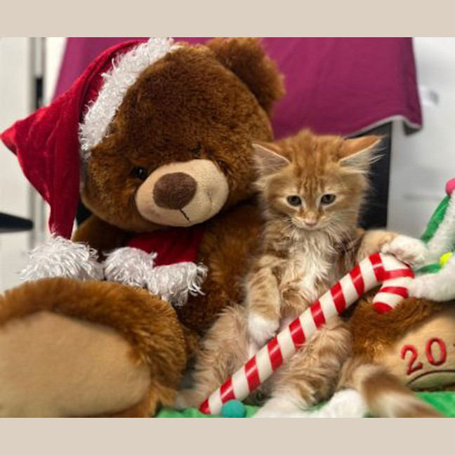 Photo of Little Pedey