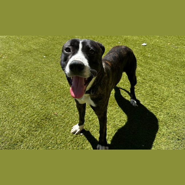 Photo of Basil