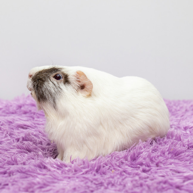 Photo of Piglet