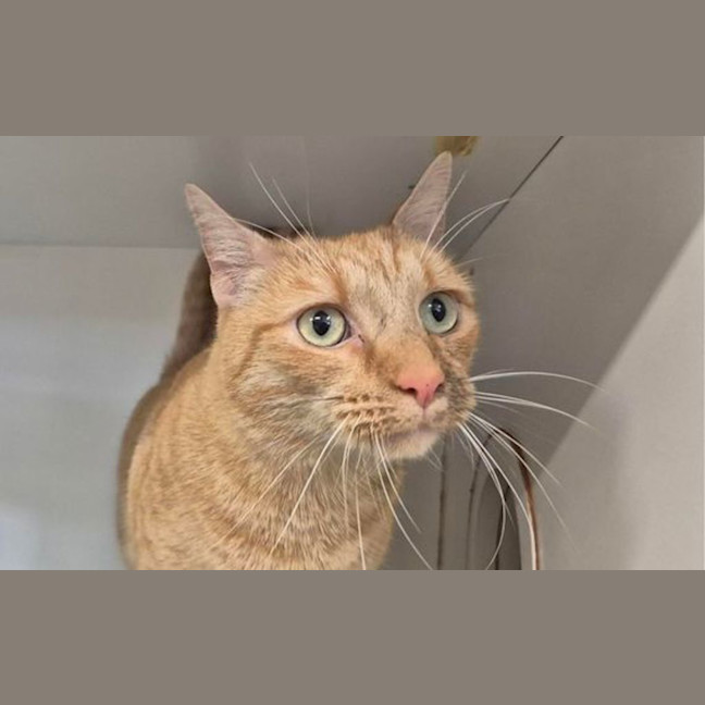 Photo of Simba