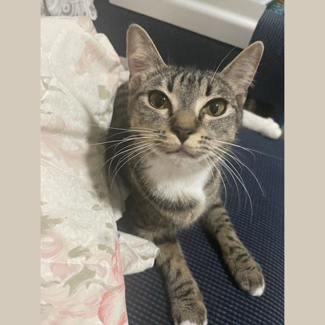 Photo of Harmony  Now At Pet Quarters Belmont